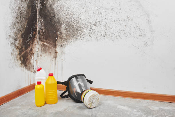Best Mold Testing  in Waterbury, CT