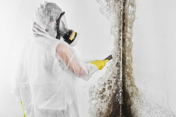 Mold Testing and Removal in Waterbury, CT