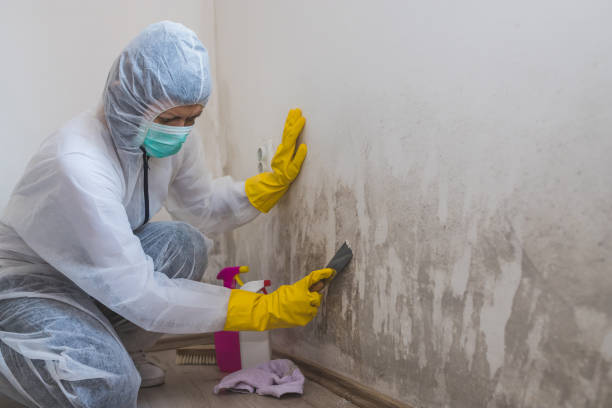 Best Affordable Mold Removal  in Waterbury, CT