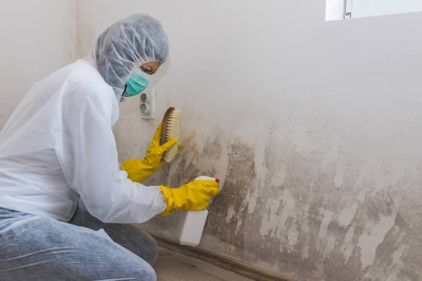 Best Black Mold Removal  in Waterbury, CT