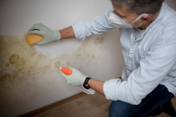 Best Professional Mold Removal  in Waterbury, CT