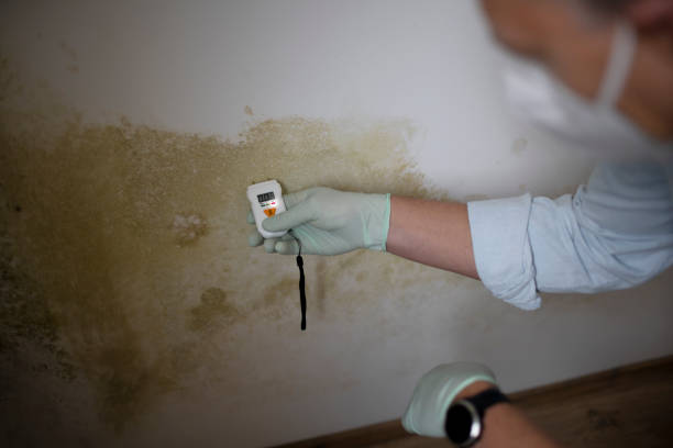 Best Home Mold Removal  in Waterbury, CT