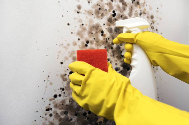 Best Residential Mold Removal  in Waterbury, CT