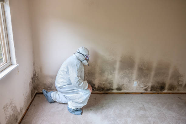 Best Mold Removal Company Near Me  in Waterbury, CT