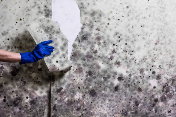 Best Emergency Mold Removal  in Waterbury, CT