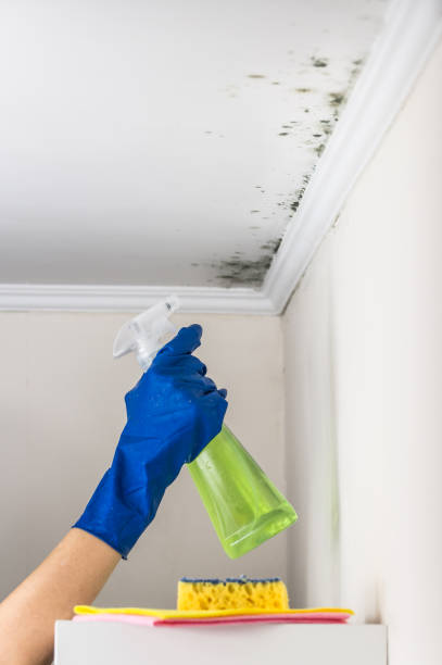 Best Commercial Mold Removal  in Waterbury, CT