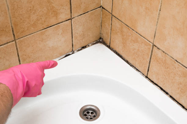 Best Local Mold Removal Service  in Waterbury, CT