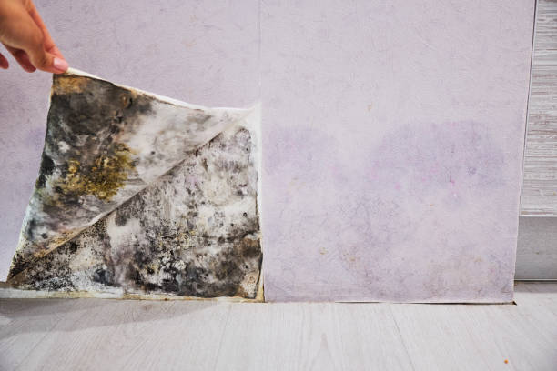 Best Office Mold Removal Services  in Waterbury, CT